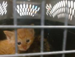 Shelter Stray Unknown Cat last seen Near BLOCK S FRANCIS AVE, 2811 SE 29th St, Oklahoma City, OK 73129, USA
