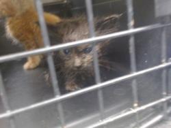 Shelter Stray Unknown Cat last seen Near BLOCK S FRANCIS AVE, 2811 SE 29th St, Oklahoma City, OK 73129, USA