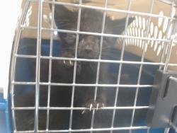 Shelter Stray Unknown Cat last seen Near BLOCK S FRANCIS AVE, 2811 SE 29th St, Oklahoma City, OK 73129, USA