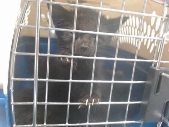 Shelter Stray Unknown Cat last seen Near BLOCK S FRANCIS AVE, 2811 SE 29th St, Oklahoma City, OK 73129, USA