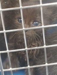 Shelter Stray Unknown Cat last seen Near BLOCK S FRANCIS AVE, 2811 SE 29th St, Oklahoma City, OK 73129, USA