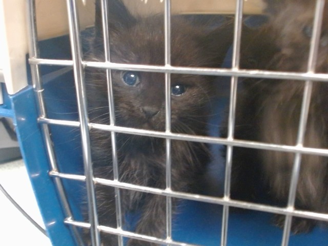 Shelter Stray Unknown Cat last seen Near BLOCK S FRANCIS AVE, 2811 SE 29th St, Oklahoma City, OK 73129, USA