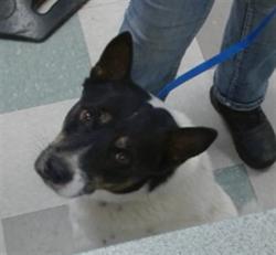 Shelter Stray Male Dog last seen Near BLOCK SE 20TH, 2811 SE 29th St, Oklahoma City, OK 73129, USA