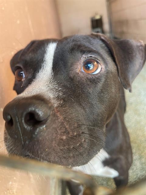 Shelter Stray Male Dog last seen Near BLOCK ATLAS RD, 127 Humane Ln, Columbia, SC 29201, USA