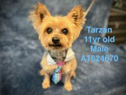Shelter Stray Male Dog last seen , West Valley Animal Shelter, 20655 Plummer St, Chatsworth, CA 91311, USA