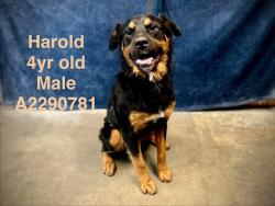 Shelter Stray Male Dog last seen , West Valley Animal Shelter, 20655 Plummer St, Chatsworth, CA 91311, USA