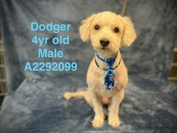 Shelter Stray Male Dog last seen , West Valley Animal Shelter, 20655 Plummer St, Chatsworth, CA 91311, USA