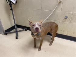 Shelter Stray Female Dog last seen Near BLOCK W BRADLEY RD, 3839 W Burnham St, West Milwaukee, WI 53215, USA