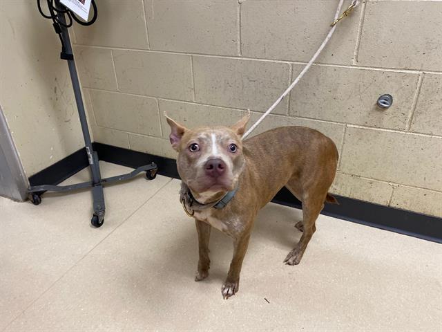 Shelter Stray Female Dog last seen Near BLOCK W BRADLEY RD, 3839 W Burnham St, West Milwaukee, WI 53215, USA