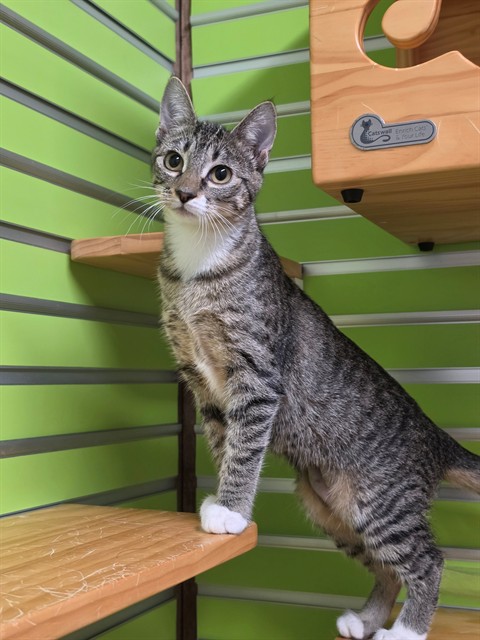 Shelter Stray Female Cat last seen ST PETERS, 4850 Mid Rivers Mall Dr, St Peters, MO 63376, USA