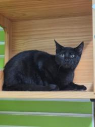 Shelter Stray Male Cat last seen ST PETERS, 4850 Mid Rivers Mall Dr, St Peters, MO 63376, USA