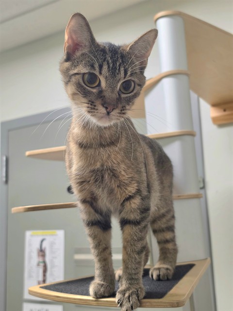 Shelter Stray Female Cat last seen WENTZVILLE, 4850 Mid Rivers Mall Dr, St Peters, MO 63376, USA