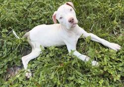 Shelter Stray Female Dog last seen FOUND OFF NORMANDY AND CASSATT, 2020 Forest St, Jacksonville, FL 32204, USA