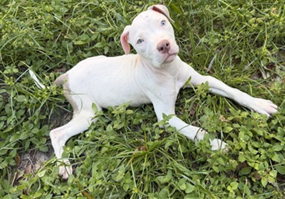 Shelter Stray Female Dog last seen FOUND OFF NORMANDY AND CASSATT, 2020 Forest St, Jacksonville, FL 32204, USA