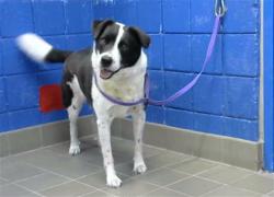 Shelter Stray Male Dog last seen Near BLOCK MONROE ST NE, 8920 Lomas Blvd NE, Albuquerque, NM 87112, USA