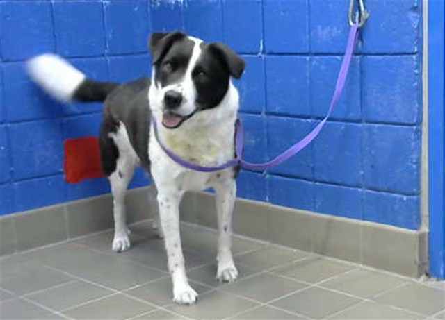 Shelter Stray Male Dog last seen Near BLOCK MONROE ST NE, 8920 Lomas Blvd NE, Albuquerque, NM 87112, USA