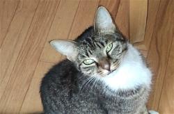Shelter Stray Unknown Cat last seen SUMMIT CT/HILLTOP DR MT DORA 32757, 12280 County Rd 448, Tavares, FL 32778, USA