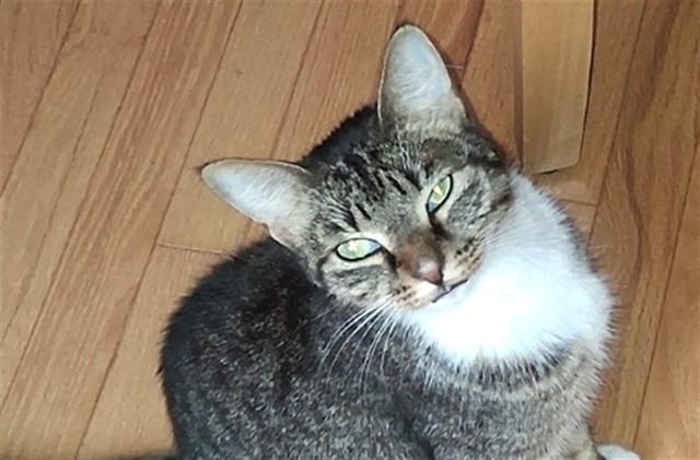 Shelter Stray Unknown Cat last seen SUMMIT CT/HILLTOP DR MT DORA 32757, 12280 County Rd 448, Tavares, FL 32778, USA