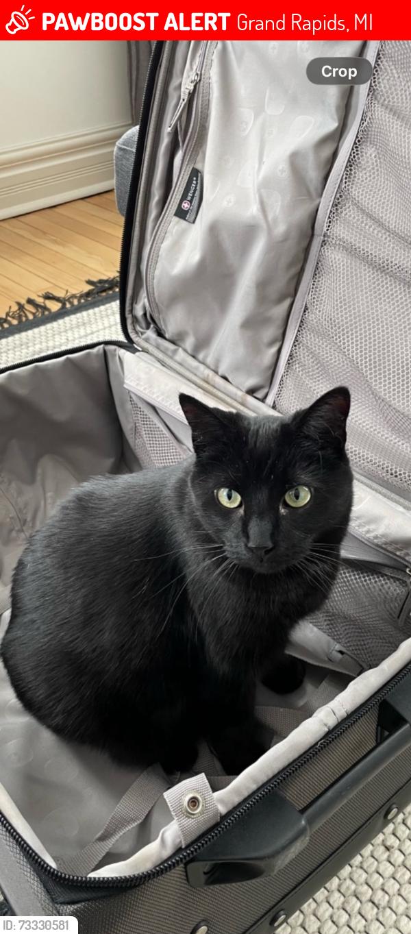 Lost Male Cat last seen Leonard and East Beltline, Grand Rapids, MI 49525
