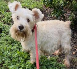 Shelter Stray Female Dog last seen Near BLOCK ARTHUR ST, HOLLYWOOD FL 33021, 2400 SW 42nd St, Fort Lauderdale, FL 33312, USA