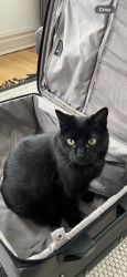 Lost Male Cat last seen Leonard and East Beltline, Grand Rapids, MI 49525
