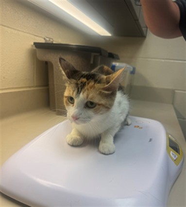 Shelter Stray Unknown Cat last seen Near BLOCK S GREENWOOD AVE, WICHITA KS 67211, 3303 N Hillside St, Wichita, KS 67219, USA