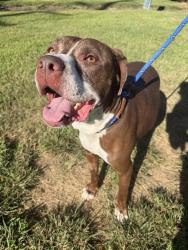 Shelter Stray Male Dog last seen Near BLOCK LILLIAN AVENUE, 3528 Newburg Rd, Louisville, KY 40218, USA