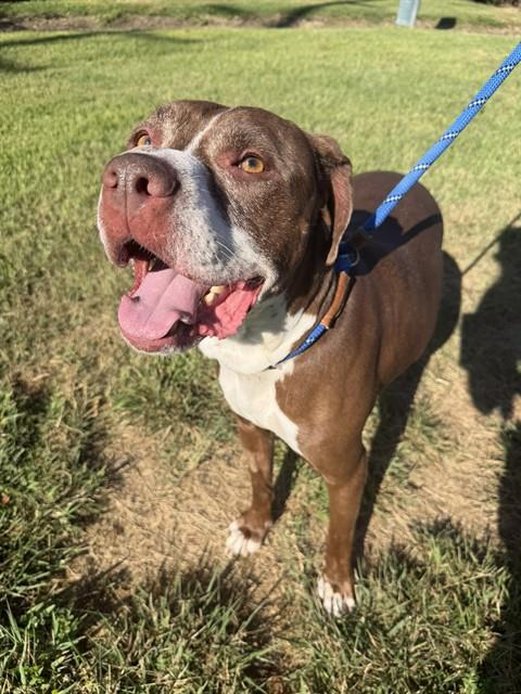 Shelter Stray Male Dog last seen Near BLOCK LILLIAN AVENUE, 3528 Newburg Rd, Louisville, KY 40218, USA