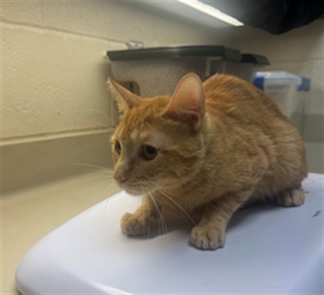 Shelter Stray Unknown Cat last seen Near BLOCK S GREENWOOD AVE, WICHITA KS 67211, 3303 N Hillside St, Wichita, KS 67219, USA