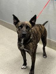 Shelter Stray Female Dog last seen Near BLOCK S LAS VEGAS BLVD, LAS VEGAS NV 89109, 655 N Mojave Rd, Las Vegas, NV 89101, USA