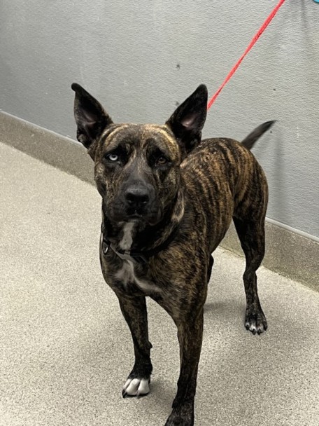 Shelter Stray Female Dog last seen Near BLOCK S LAS VEGAS BLVD, LAS VEGAS NV 89109, 655 N Mojave Rd, Las Vegas, NV 89101, USA