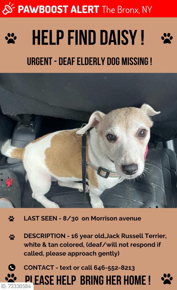 Lost Female Dog last seen Westchester & watson avenue, The Bronx, NY 10472