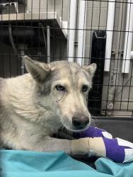 Shelter Stray Female Dog last seen Near BLOCK FRAGRANT AVE, NORTH LAS VEGAS NV 89031, 655 N Mojave Rd, Las Vegas, NV 89101, USA