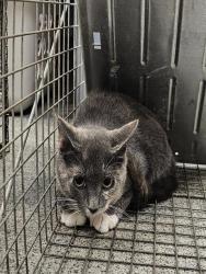 Shelter Stray Female Cat last seen Near BLOCK HILLCREST CT SW, 4950 SW Triana Blvd, Huntsville, AL 35805, USA