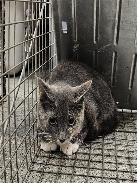 Shelter Stray Female Cat last seen Near BLOCK HILLCREST CT SW, 4950 SW Triana Blvd, Huntsville, AL 35805, USA