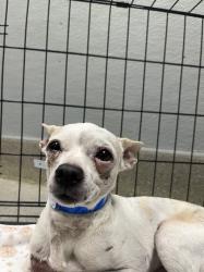 Shelter Stray Male Dog last seen Near BLOCK E TONOPAH AVE, NORTH LAS VEGAS NV 89030, 655 N Mojave Rd, Las Vegas, NV 89101, USA