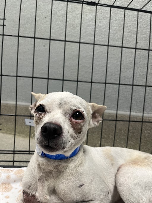 Shelter Stray Male Dog last seen Near BLOCK E TONOPAH AVE, NORTH LAS VEGAS NV 89030, 655 N Mojave Rd, Las Vegas, NV 89101, USA