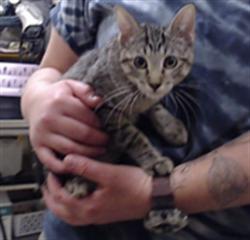 Shelter Stray Female Cat last seen Near BLOCK N PEARL ST DENVER CO 80203, 1241 W Bayaud Ave, Denver, CO 80223, USA