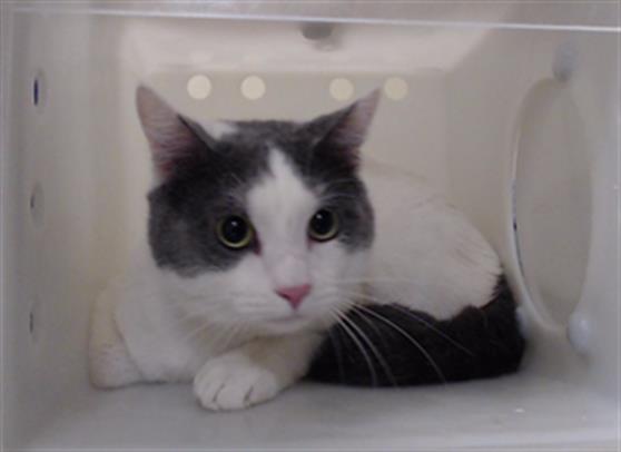 Shelter Stray Male Cat last seen Near BLOCK W BAYAUD AVE, DENVER CO 80223, 1241 W Bayaud Ave, Denver, CO 80223, USA