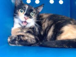 Shelter Stray Female Cat last seen , 2769 Conroy Rd, Orlando, FL 32839, USA