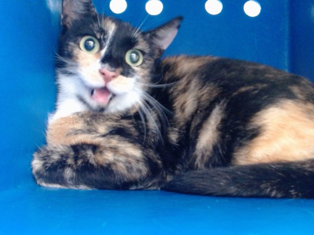 Shelter Stray Female Cat last seen , 2769 Conroy Rd, Orlando, FL 32839, USA