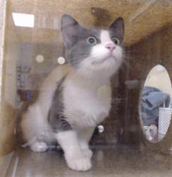 Shelter Stray Female Cat last seen Near BLOCK W BAYAUD AVE, DENVER CO 80223, 1241 W Bayaud Ave, Denver, CO 80223, USA