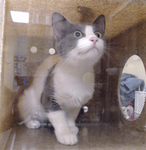 Shelter Stray Female Cat last seen Near BLOCK W BAYAUD AVE, DENVER CO 80223, 1241 W Bayaud Ave, Denver, CO 80223, USA