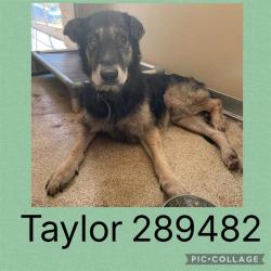 Shelter Stray Male Dog last seen TAYLOR DR, 4214 Fulton Mill Rd, Macon, GA 31216, USA