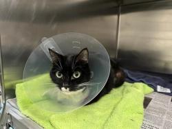 Shelter Stray Female Cat last seen CAMBRIDGE, 350 S Huntington Ave, Jamaica Plain, MA 02130, USA