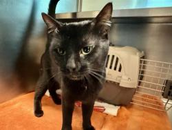 Shelter Stray Male Cat last seen JAMAICA PLAIN, 350 S Huntington Ave, Jamaica Plain, MA 02130, USA