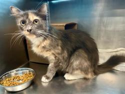 Shelter Stray Female Cat last seen JAMAICA PLAIN, 350 S Huntington Ave, Jamaica Plain, MA 02130, USA