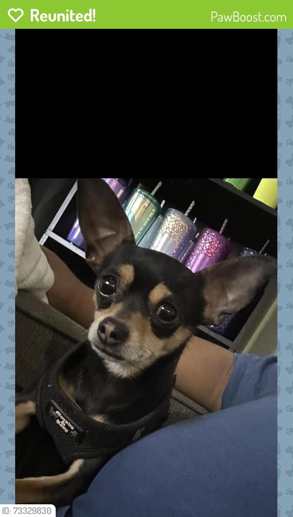 Reunited Male Dog last seen 5th and Susan, Santa Ana, CA 92703