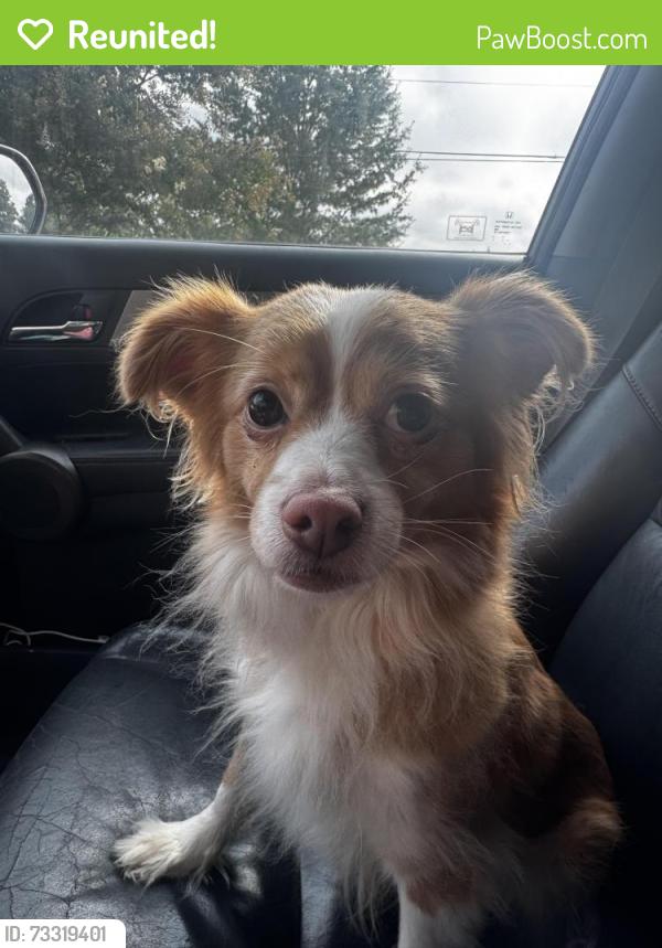 Reunited Female Dog last seen Near North Forsyth High School, Winston-Salem, NC 27105