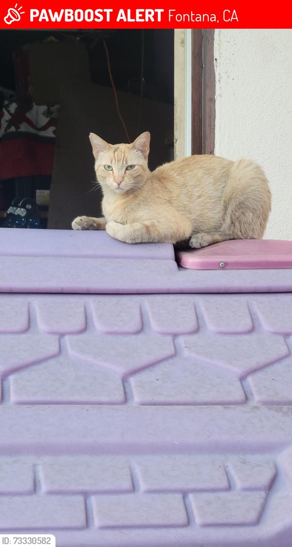 Lost Female Cat last seen Boxwood and san bernardino ave, Fontana, CA 92335